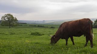 Le tribunal de Limoges a donné raison à deux retratiés qui s’opposaient à un agriculteur du Cantal pour un problème de voisinage. © C. Faimali/GFA Le tribunal de Limoges a donné raison à deux retratiés qui s’opposaient à un agriculteur du Cantal pour un problème de voisinage. © C. Faimali/GFA